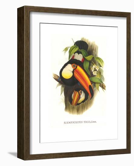 Toco Toucan-John Gould-Framed Art Print