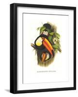 Toco Toucan-John Gould-Framed Art Print