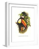 Toco Toucan-John Gould-Framed Art Print