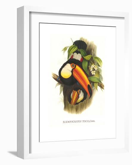 Toco Toucan-John Gould-Framed Art Print