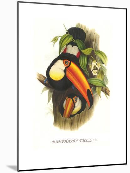 Toco Toucan-John Gould-Mounted Art Print