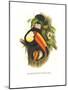 Toco Toucan-John Gould-Mounted Art Print