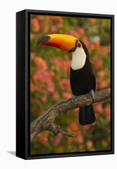 Toco Toucan-Joe McDonald-Framed Stretched Canvas