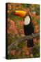 Toco Toucan-Joe McDonald-Stretched Canvas