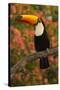 Toco Toucan-Joe McDonald-Stretched Canvas