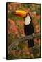 Toco Toucan-Joe McDonald-Framed Stretched Canvas