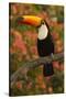 Toco Toucan-Joe McDonald-Stretched Canvas