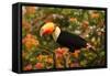 Toco Toucan-Joe McDonald-Framed Stretched Canvas