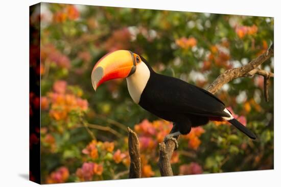 Toco Toucan-Joe McDonald-Stretched Canvas