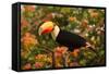 Toco Toucan-Joe McDonald-Framed Stretched Canvas