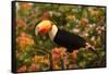 Toco Toucan-Joe McDonald-Framed Stretched Canvas