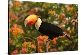 Toco Toucan-Joe McDonald-Stretched Canvas