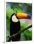 Toco Toucan-Kevin Schafer-Framed Photographic Print