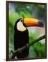 Toco Toucan-Kevin Schafer-Framed Photographic Print