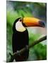 Toco Toucan-Kevin Schafer-Mounted Photographic Print