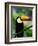 Toco Toucan-Kevin Schafer-Framed Photographic Print