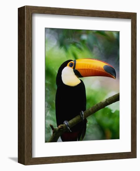 Toco Toucan-Kevin Schafer-Framed Photographic Print