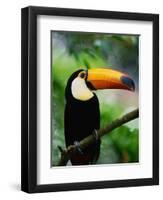 Toco Toucan-Kevin Schafer-Framed Photographic Print