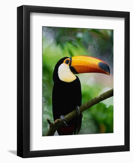 Toco Toucan-Kevin Schafer-Framed Photographic Print