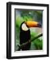 Toco Toucan-Kevin Schafer-Framed Photographic Print