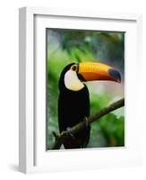 Toco Toucan-Kevin Schafer-Framed Photographic Print