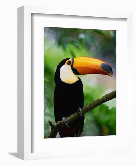 Toco Toucan-Kevin Schafer-Framed Photographic Print