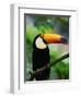 Toco Toucan-Kevin Schafer-Framed Photographic Print