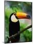 Toco Toucan-Kevin Schafer-Mounted Photographic Print