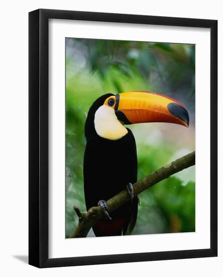 Toco Toucan-Kevin Schafer-Framed Photographic Print