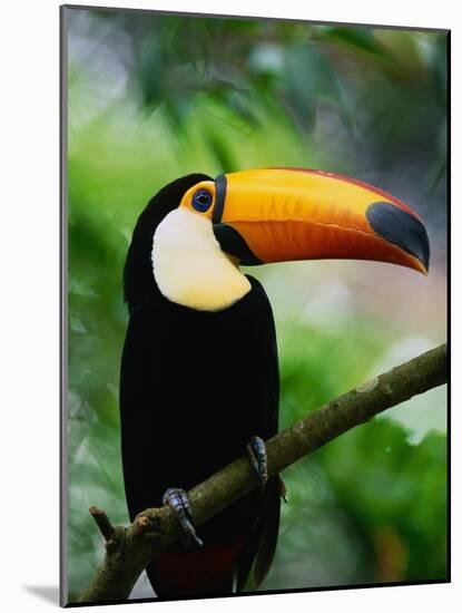 Toco Toucan-Kevin Schafer-Mounted Photographic Print