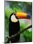 Toco Toucan-Kevin Schafer-Mounted Photographic Print