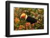 Toco Toucan-Joe McDonald-Framed Photographic Print