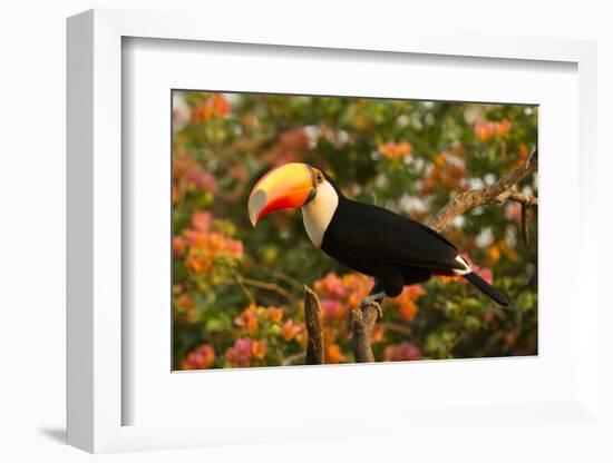 Toco Toucan-Joe McDonald-Framed Photographic Print