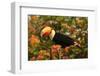 Toco Toucan-Joe McDonald-Framed Photographic Print