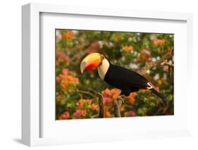 Toco Toucan-Joe McDonald-Framed Photographic Print