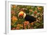 Toco Toucan-Joe McDonald-Framed Photographic Print