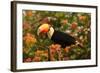 Toco Toucan-Joe McDonald-Framed Photographic Print