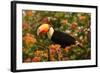 Toco Toucan-Joe McDonald-Framed Photographic Print