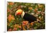 Toco Toucan-Joe McDonald-Framed Photographic Print