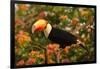 Toco Toucan-Joe McDonald-Framed Photographic Print