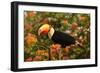 Toco Toucan-Joe McDonald-Framed Photographic Print