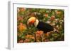 Toco Toucan-Joe McDonald-Framed Photographic Print