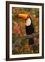 Toco Toucan-Joe McDonald-Framed Photographic Print