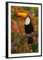 Toco Toucan-Joe McDonald-Framed Photographic Print