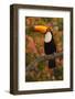 Toco Toucan-Joe McDonald-Framed Photographic Print