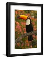 Toco Toucan-Joe McDonald-Framed Photographic Print