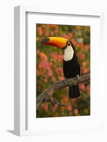 Toco Toucan-Joe McDonald-Framed Photographic Print