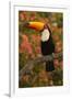 Toco Toucan-Joe McDonald-Framed Photographic Print