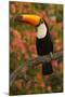 Toco Toucan-Joe McDonald-Mounted Photographic Print