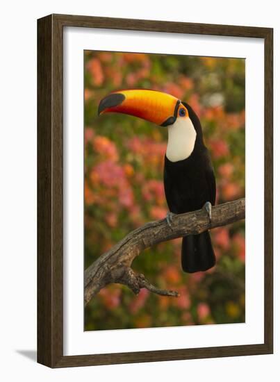 Toco Toucan-Joe McDonald-Framed Photographic Print